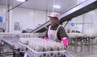 西南地區最大食用菌工廠化項目在萬盛投產，引領產業升級與融合發展